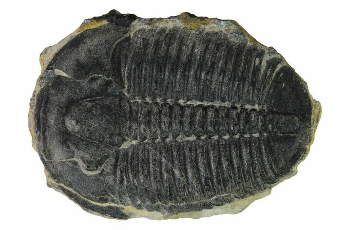 Elrathia Trilobite Fossil - Utah #169504